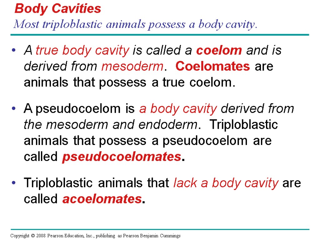 Body Cavities Most triploblastic animals possess a body cavity. A true body cavity is